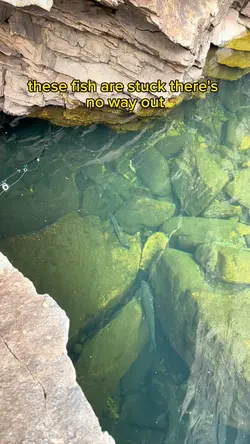 Trapped fish 
