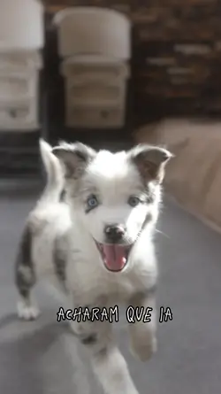 cachorro errado