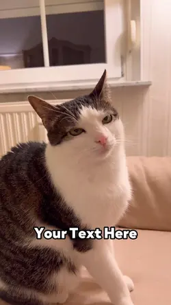 Angry Cat 