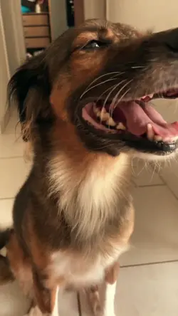 cachorro