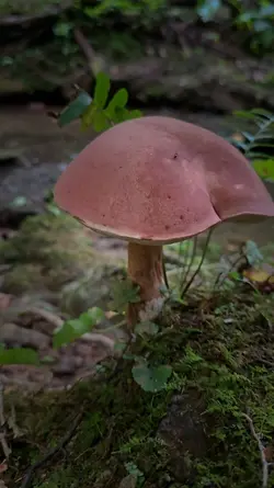 Mushroom