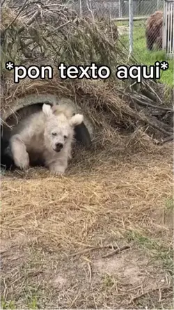 Oso Despertando Meme
