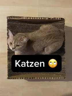 Katzen 🫣 