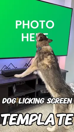 Dog licking screen