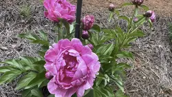 Peonies in Bloom