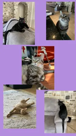 Cat collage