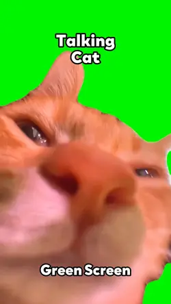Talking Cat