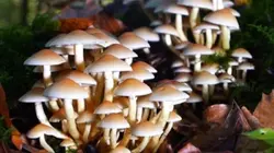 Mushroom facts 