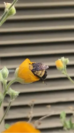 Sleepy bee