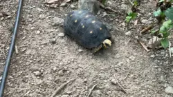 Turtle cute