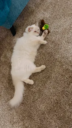 Cat Toy 88