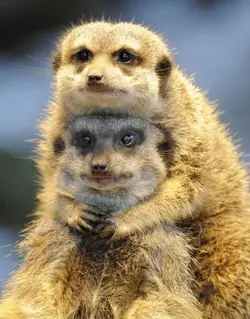 Cute Animals