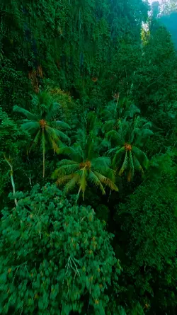 jungle. 