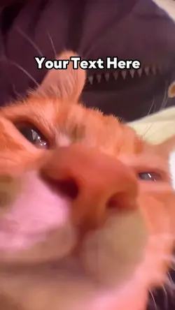 Talking Cat 