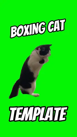 Boxing Cat 