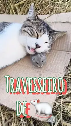 Gato e rato 