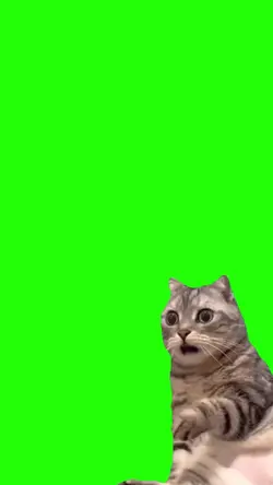 viral cat