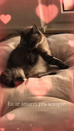 meu gatinho 