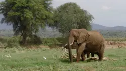 A FÚRIA do ELEFANTE 