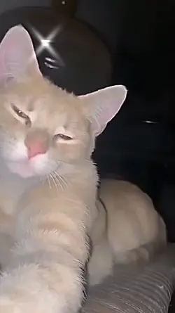 Cat Rizz