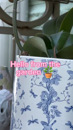 Magic garden 
