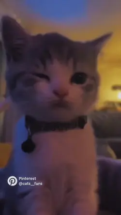 velocity cat