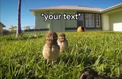 Dancing owls 