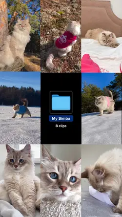My pets