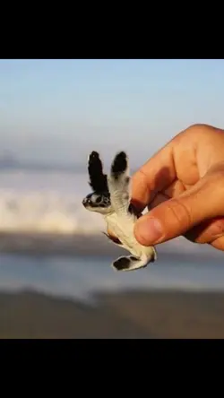🐢