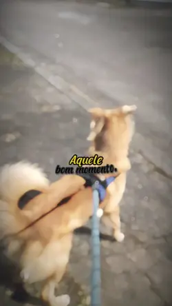 Passeio com o pet