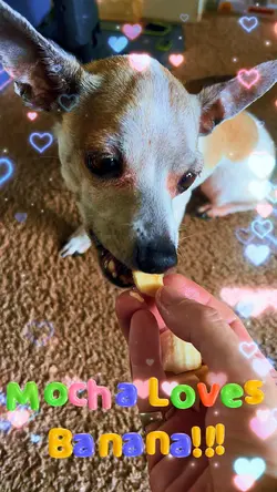 Mocha Loves Banana