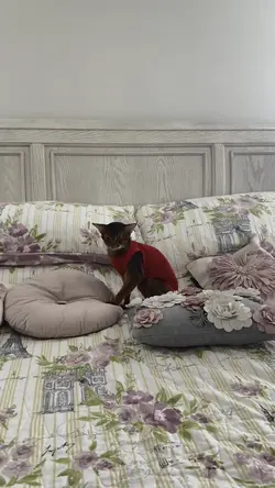 Stupid cats