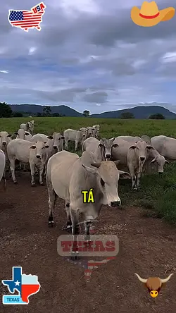 Agro