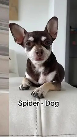 Dog Spider
