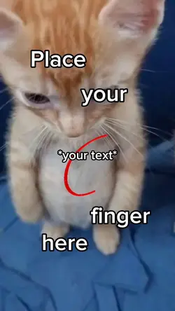 Cat sniff