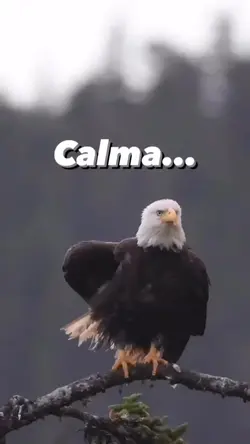 reflexão 