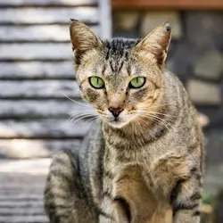 Animal Edit