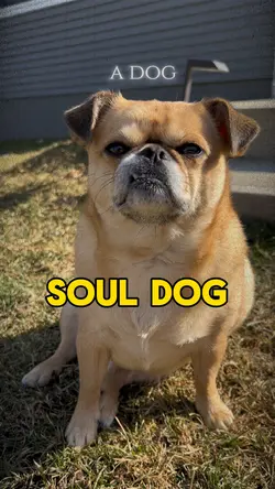 Soul Dog