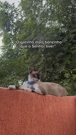 mais bonzinho