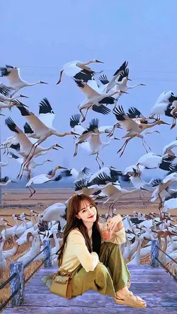 Seagull