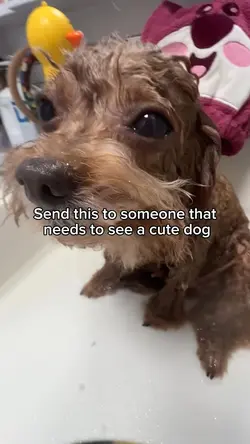 Cute dog