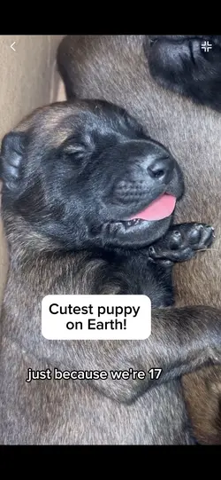 Puppy love