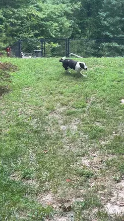 Dog Zoomies