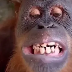 monkey chewing gum
