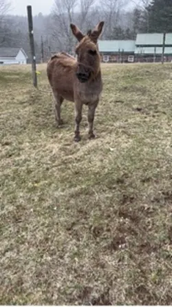 Donkey