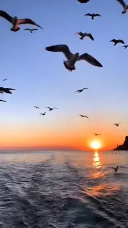 Seagulls in love ❤️