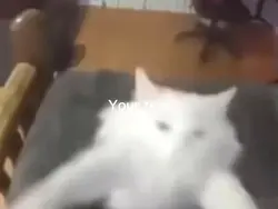 Cute cat