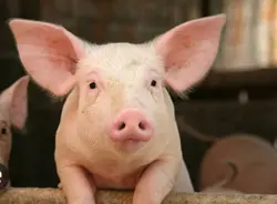 PIG EDIT