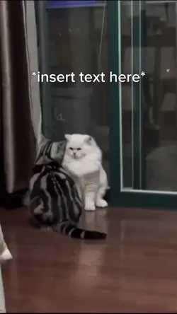 Cats Fighting 