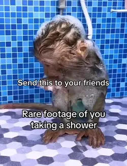 Monke shower